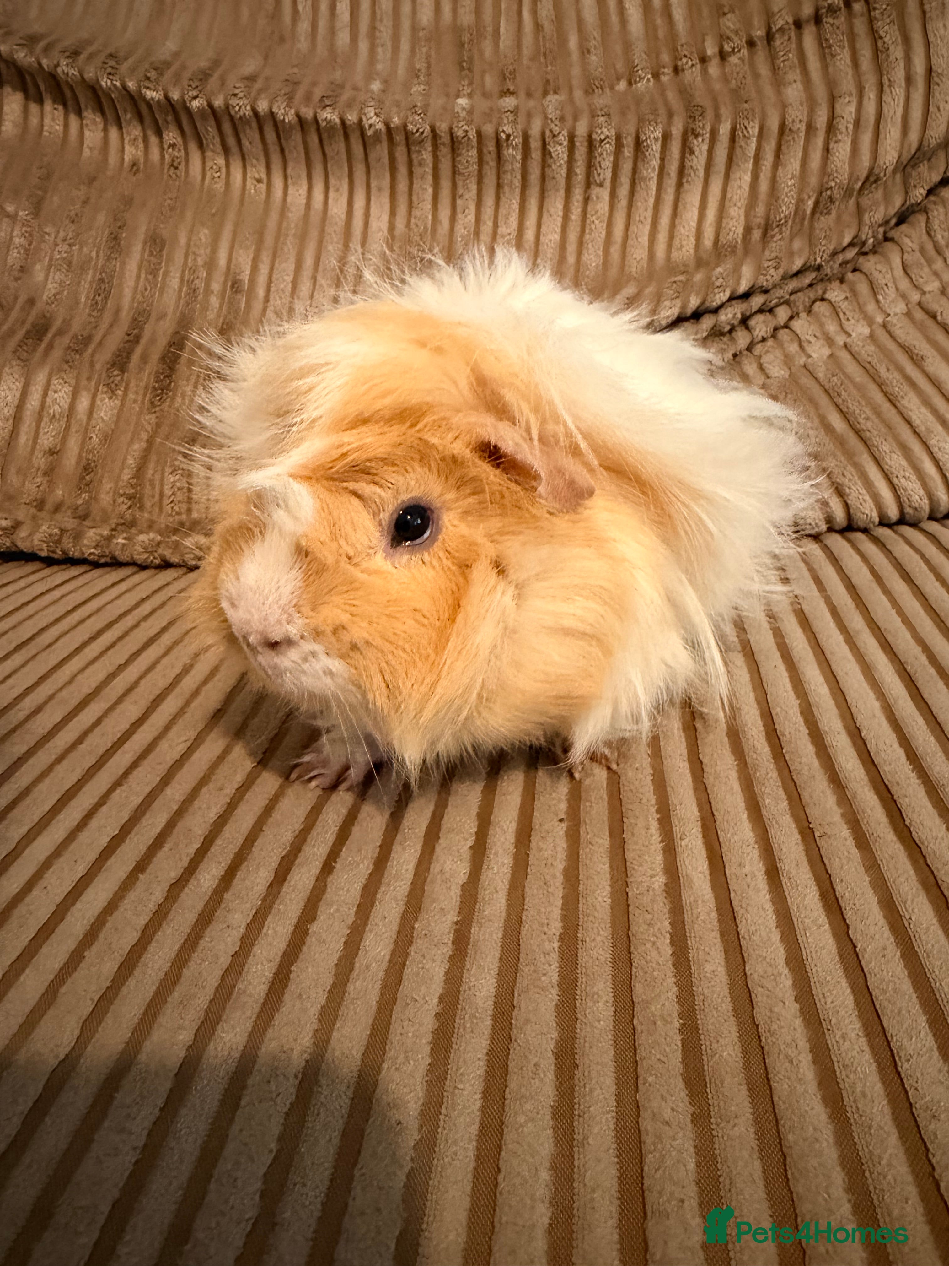 Guinea Pig rodents Boar Abyssinian  - Advert 1