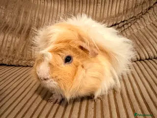 Guinea Pig rodents Boar Abyssinian - Advert 1