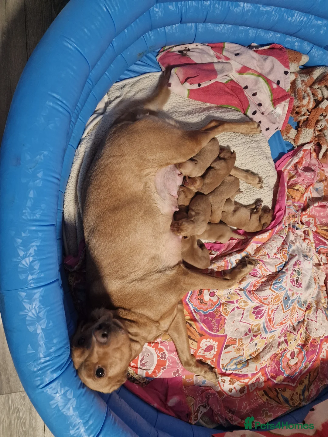 Labrador Retriever dogs for sale: Ready Now! Beautiful Red Fox Labrador Puppies - Advert 28