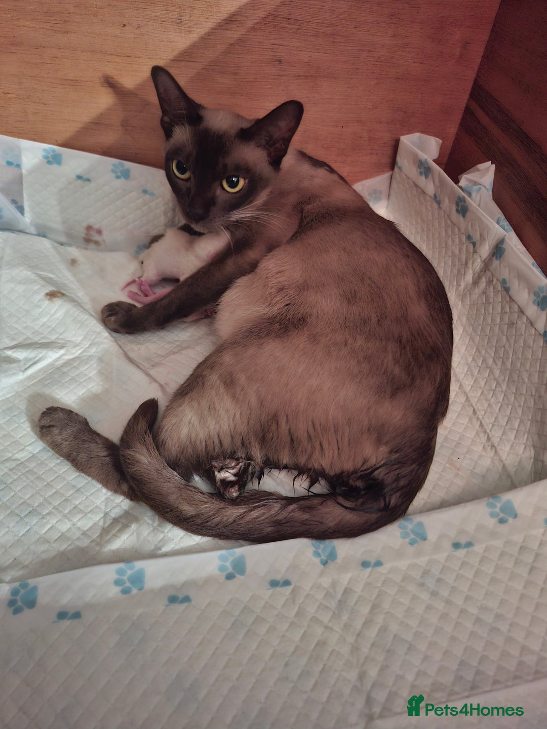 Burmese cats for sale: Beautiful Burmese BOYS - Image 4