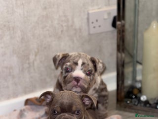 English Bulldog dogs English Bulldogs ready to leave 10/12/25 - Advert 1