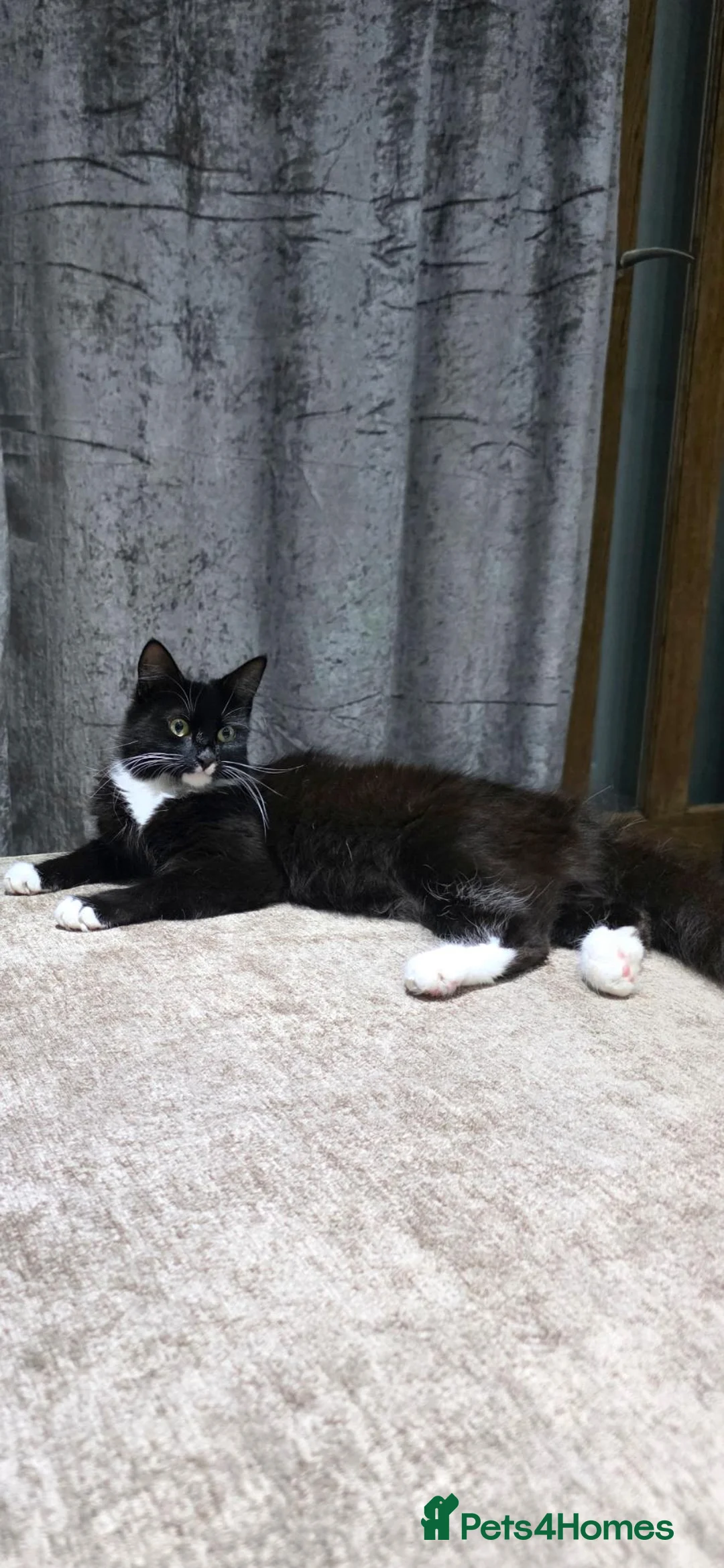 Mixed Breed cats for sale: 2 fluffy boys looking for their forever homes - Advert 1