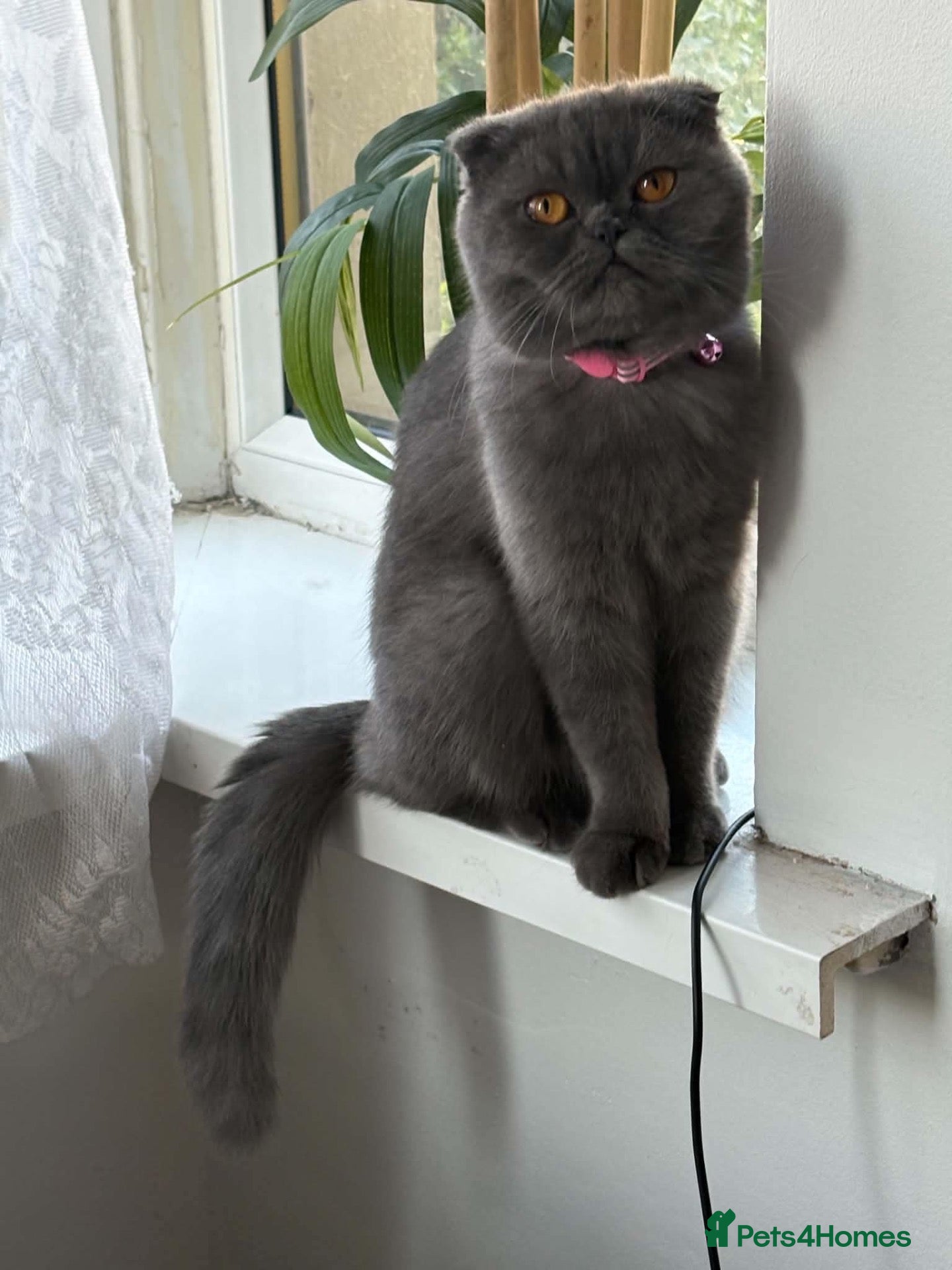Scottish Fold cats Kiky for sale - Advert 11