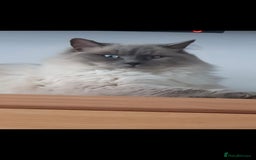 Ragdoll cats for sale: Seal point ragdoll kittens - Image 5