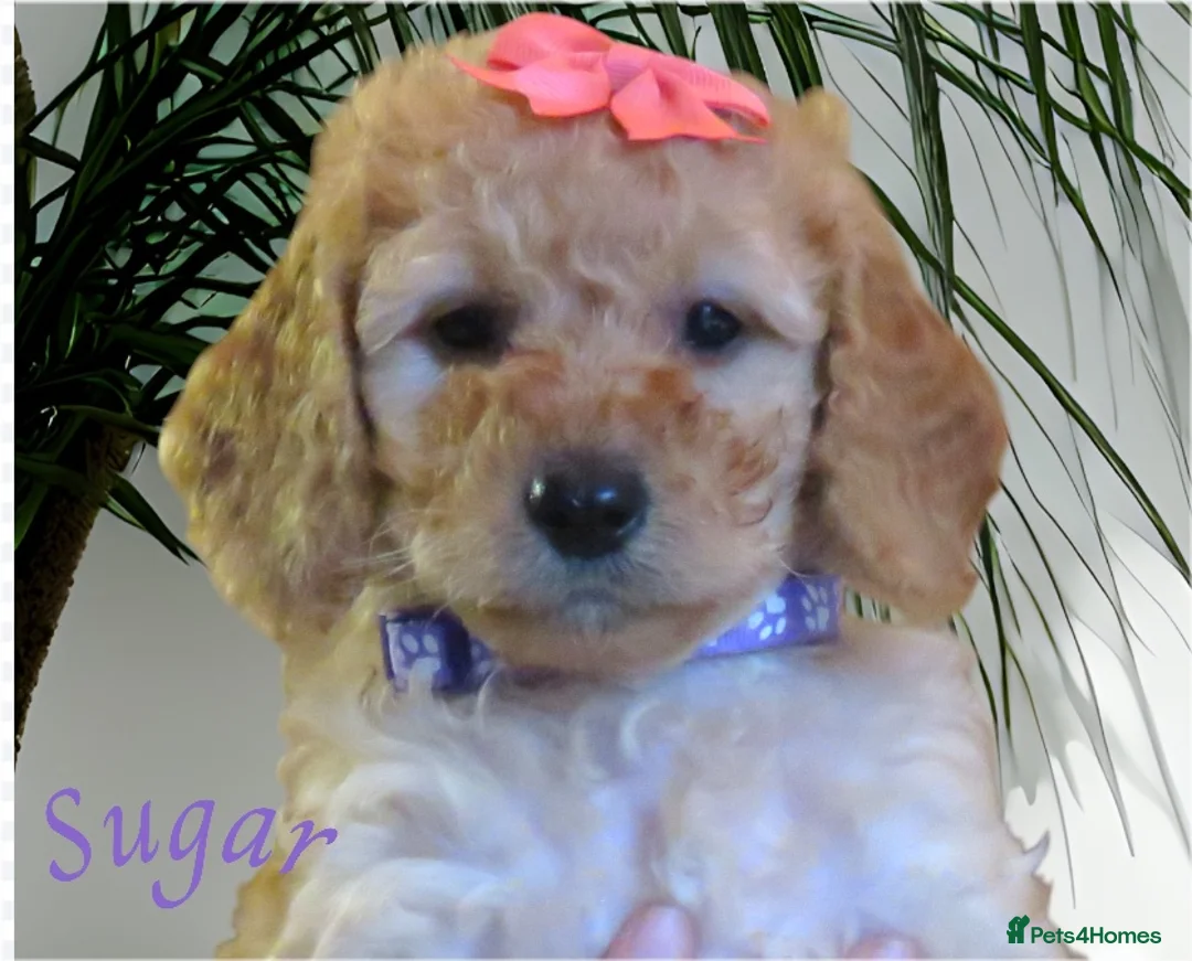 Cockapoo dogs for sale: Beautiful DNA Health tested Cockapoos - Advert 37