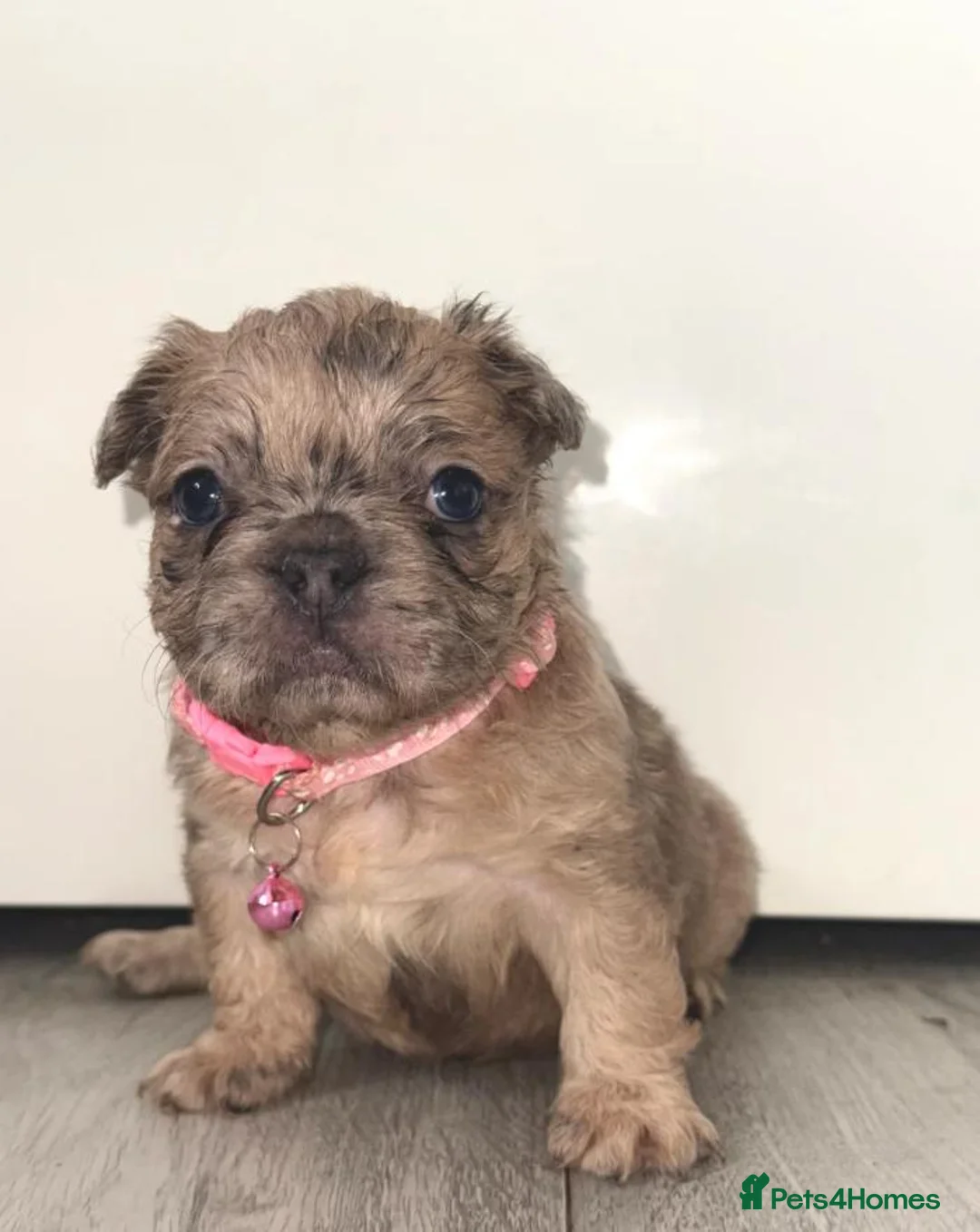 French Bulldog dogs for sale: French Bulldog Puppies for Sale in Bath - Advert 17
