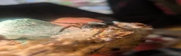 Spiders invertebrates for sale: Gandanameno sp velvet spider babies  - Advert 4
