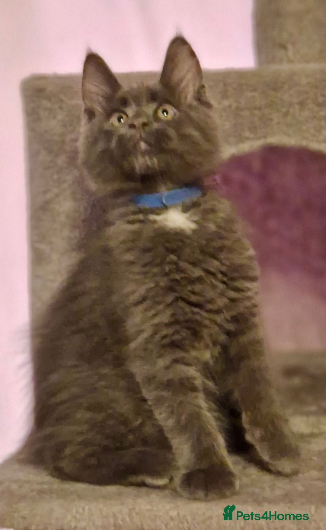 Maine Coon cats for sale: 🌟Ready to leave 4 XL Maine Coons active available - Image 18