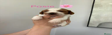Cockapoo Puppy 6