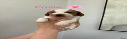 Cockapoo dogs for sale: Stunning F1B Cockapoo’s  in Cramlington - Advert 12