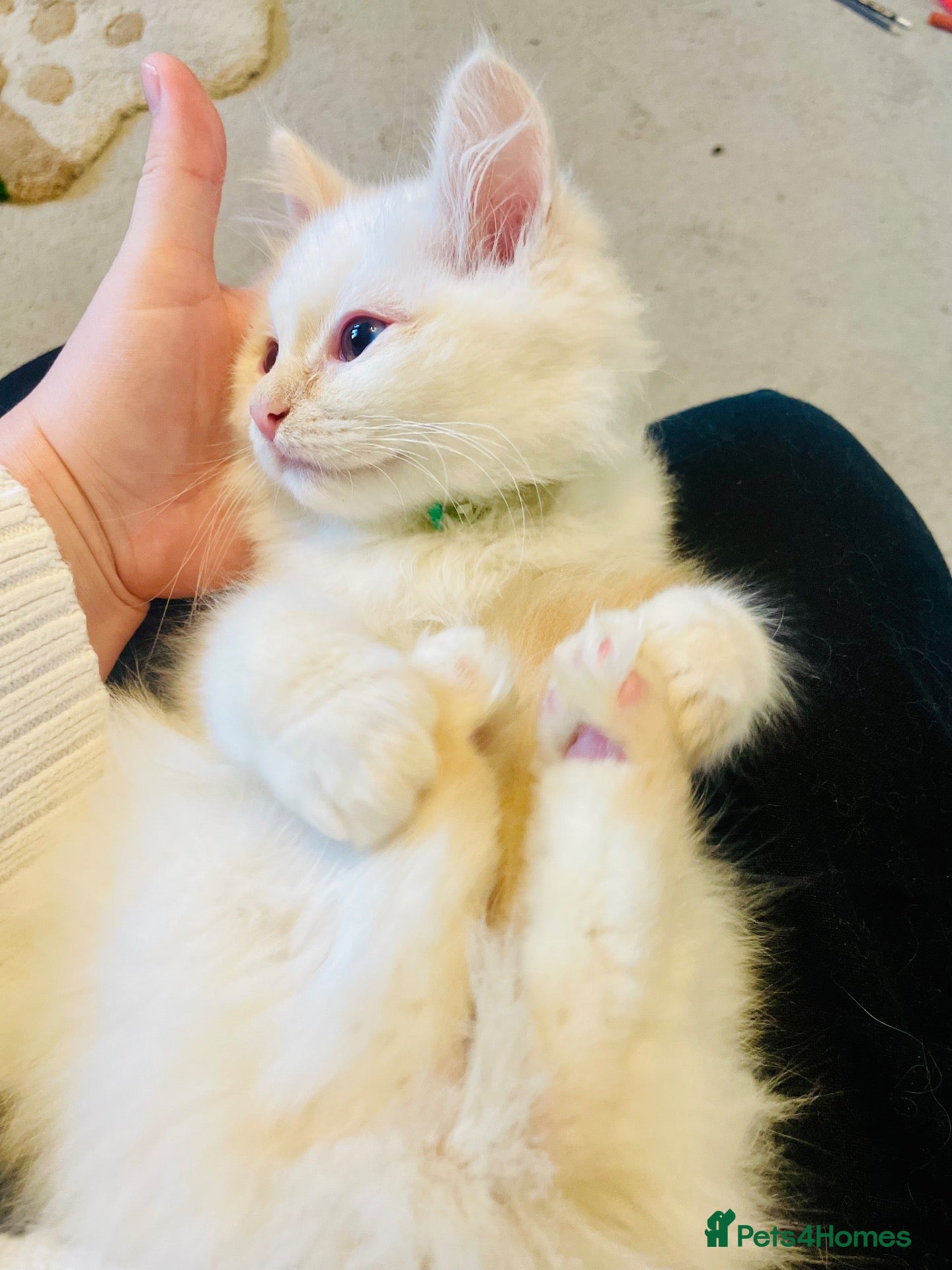 Ragdoll cats for sale: Last Pedigree ragdoll💕  (docs and certificates) - Advert 2