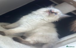 Ragdoll cats for sale: Ragdoll mix kittens (Only 1 Boy Left) - Image 6