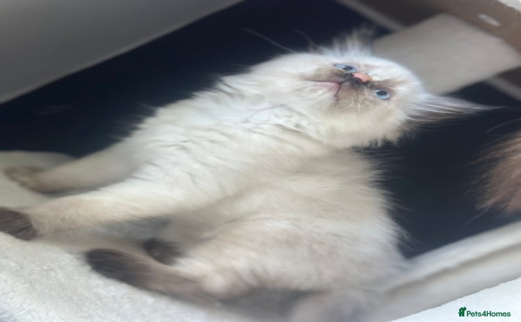 Ragdoll cats - Advert 6