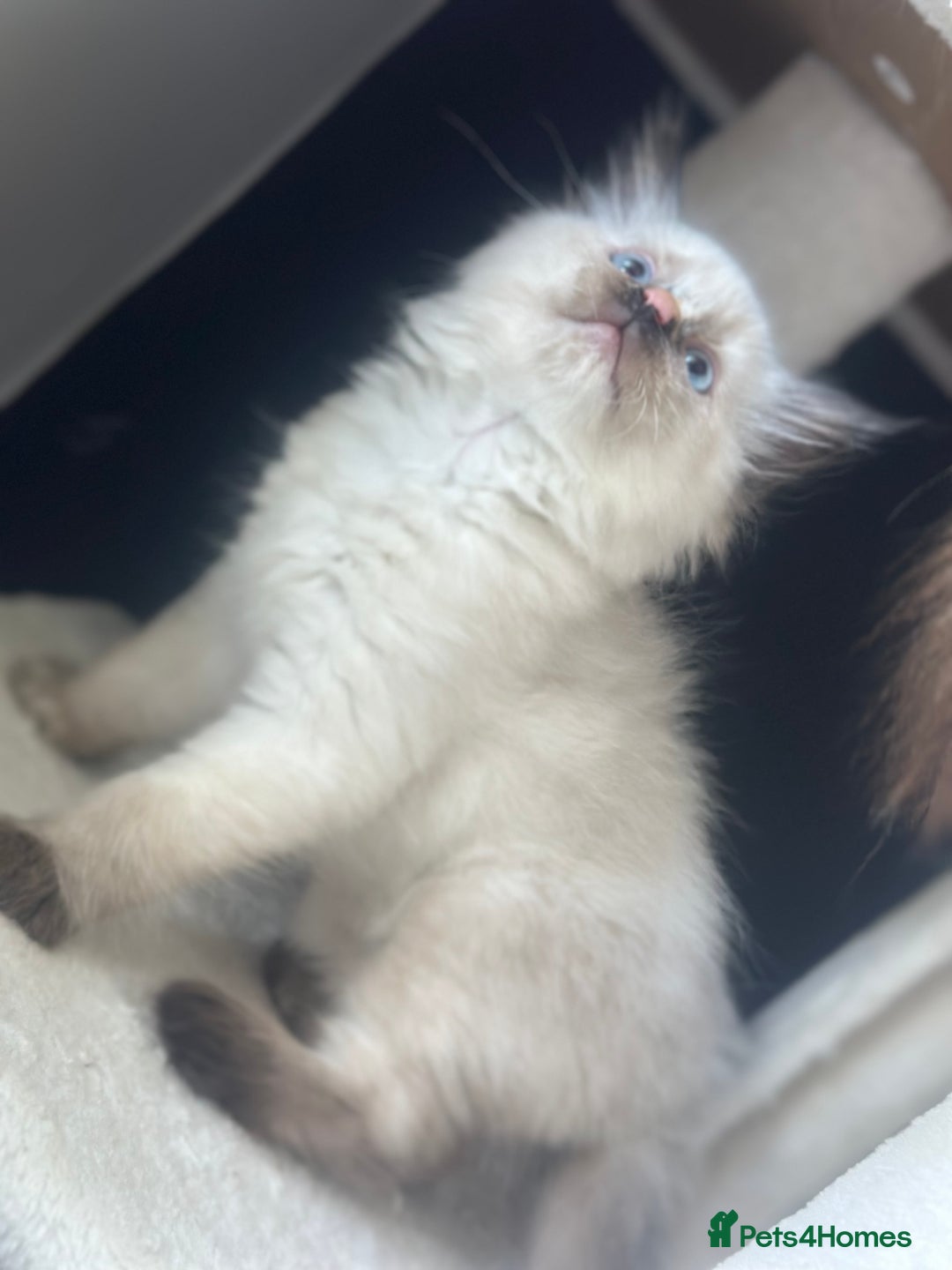 Ragdoll cats for sale: Ragdoll mix kittens (Only 1 Boy Left) - Image 6
