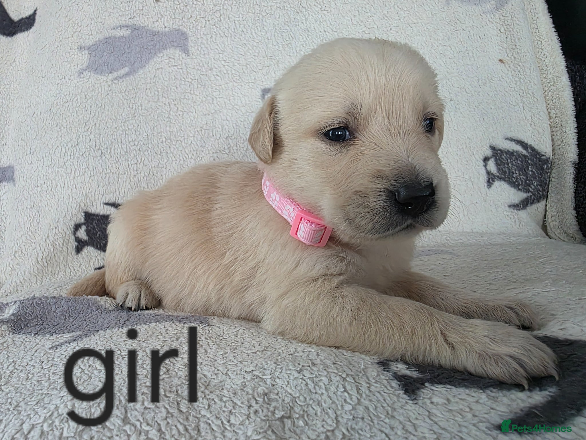 Goldador dogs for sale: retreiver puppys in Newport-on-Tay - Advert 9