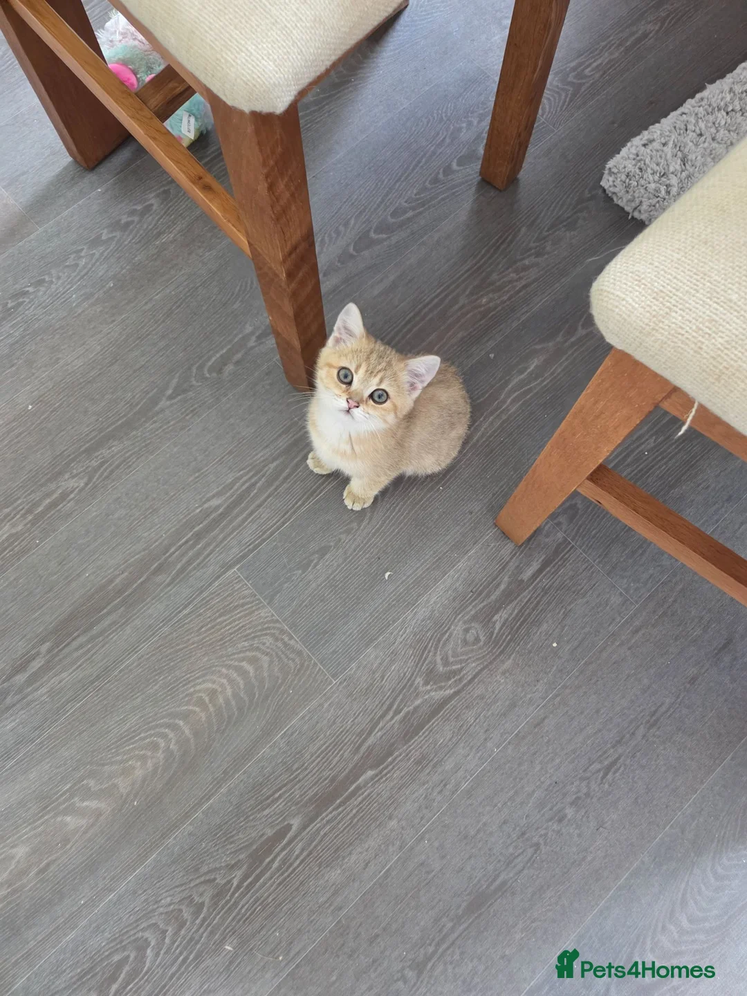 British Shorthair cats for sale: 🐱 British Shorthair Kittens for Sale 🐱 - Advert 2