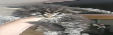 Maine Coon 1