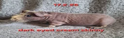 Guinea Pig rodents for sale: Skinny pig sows - Advert 2