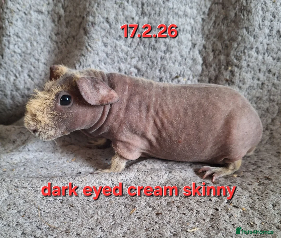 Guinea Pig rodents for sale: Skinny pig sows - Advert 2
