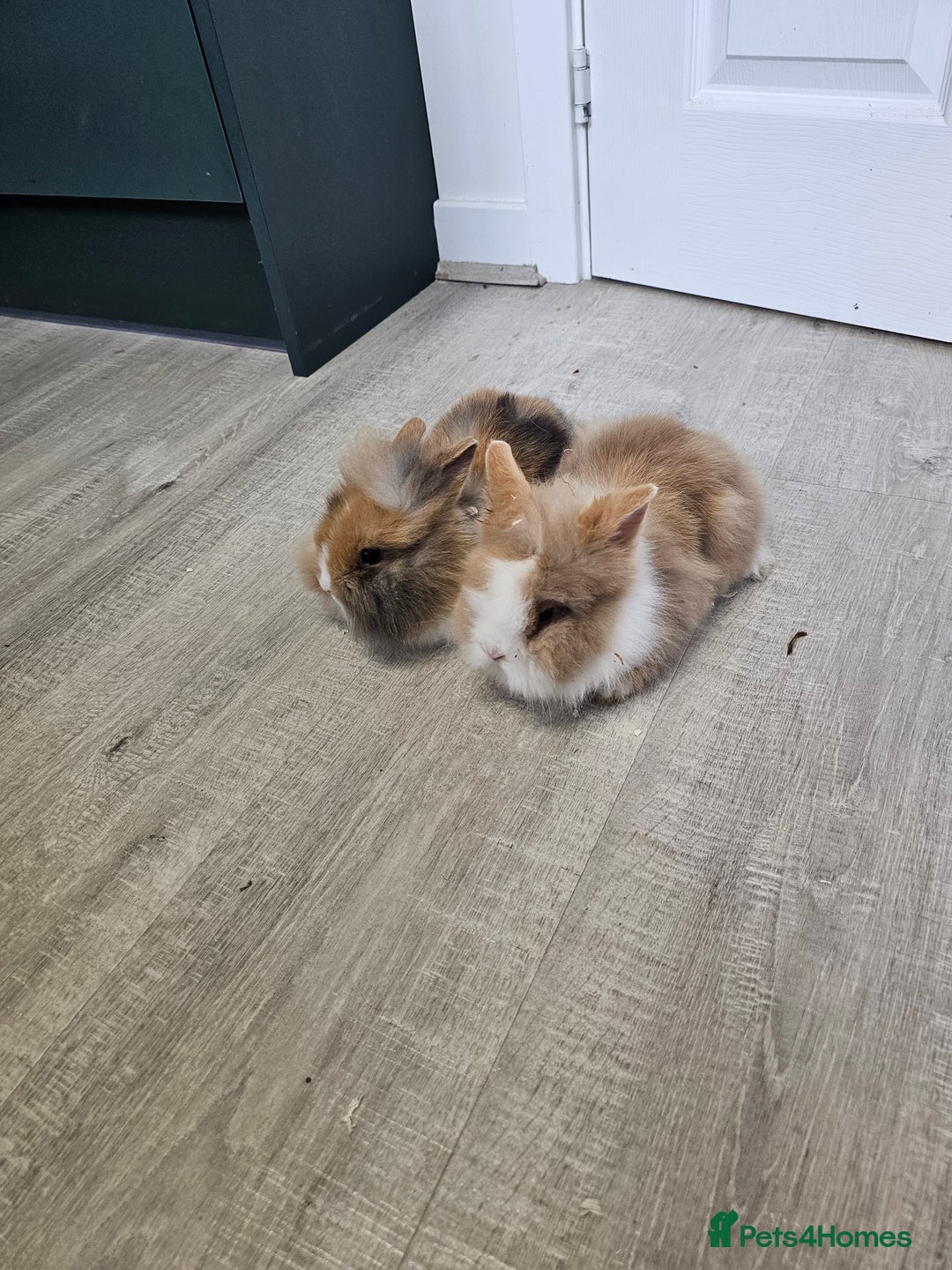 Lionhead rabbits for sale: Mini Lionhead Rabbits for Sale - Advert 3