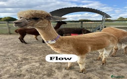 Alpaca livestock for sale: Stunning Breeding Female Alpaca Herd - Image 3