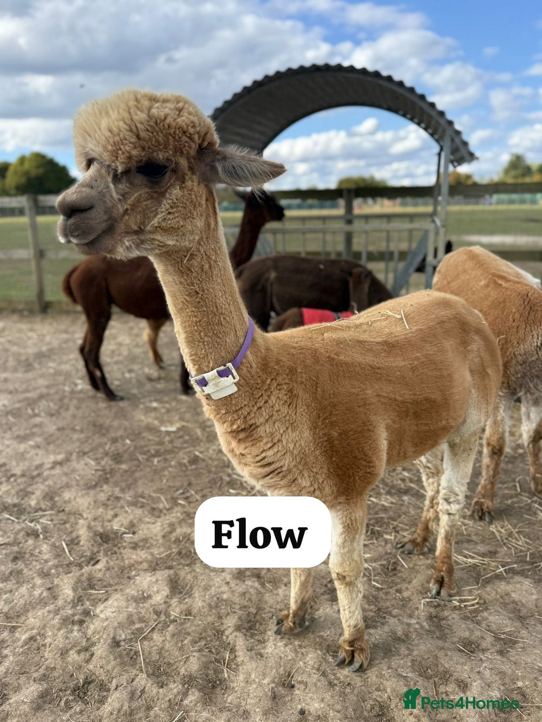 Alpaca livestock for sale: Stunning Breeding Female Alpaca Herd - Image 3