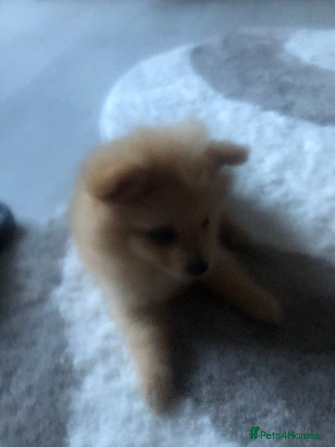 Pomeranian dogs for sale: Pomeranian 2girl2 boys  - Image 12