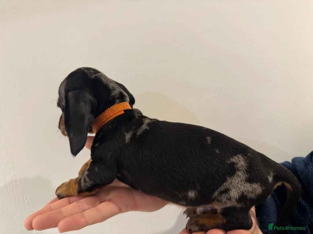 Miniature Dachshund dogs for sale: READY NOW KC Miniature Dachshunds  - Advert 4