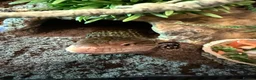 Skink reptiles for sale: Blue tongue Indo skink in Nuneaton - Advert 3