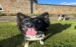 Border Collie dogs for sale: Superb litter of purebred Border Collie puppies  - Image 7