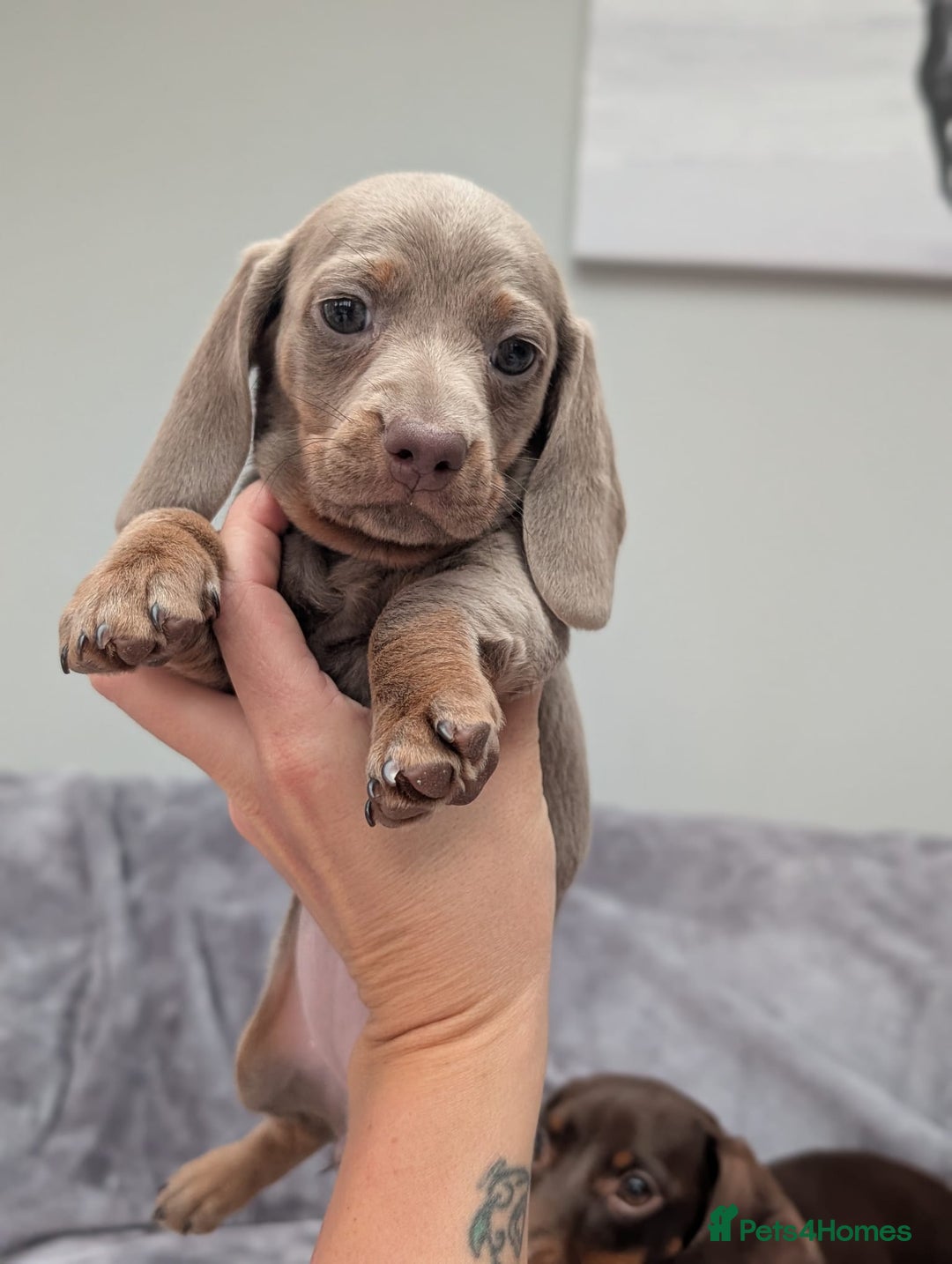 Miniature Dachshund dogs for sale: Adorable little of miniature daschunds  - Advert 32