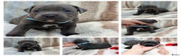Staffordshire Bull Terrier dogs for sale: ✨🥰🐶 KC Registered Staffordshire Bull Terrier  🐾 - Advert 13