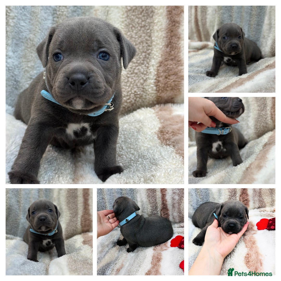 Staffordshire Bull Terrier dogs for sale: ✨🥰🐶 KC Registered Staffordshire Bull Terrier  🐾 - Advert 13
