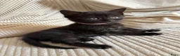 Mixed Breed cats for sale: 4 Black Kittens for Sale - Advert 5
