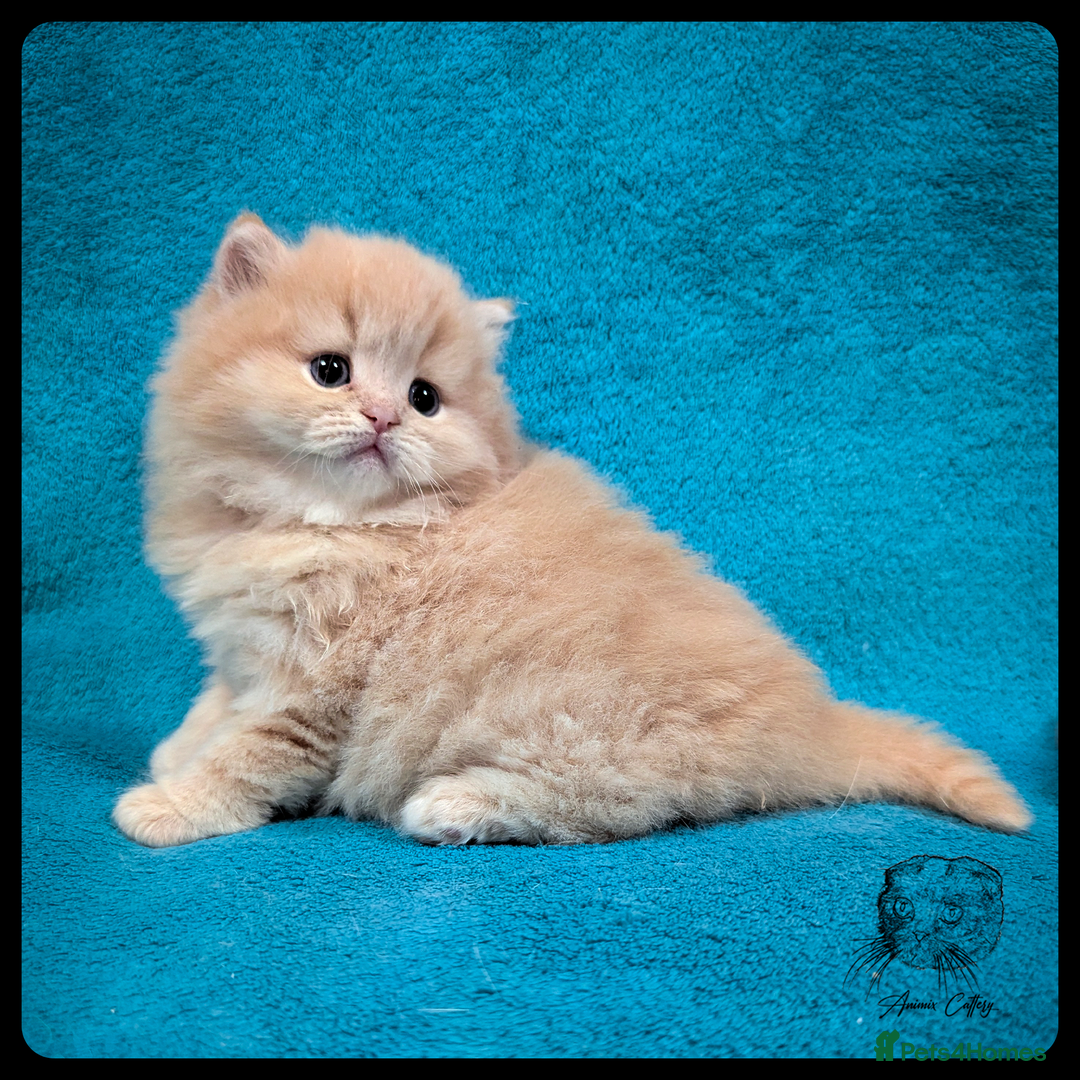 Scottish Fold cats for sale: TICA Registered Scottish kittens - Advert 9