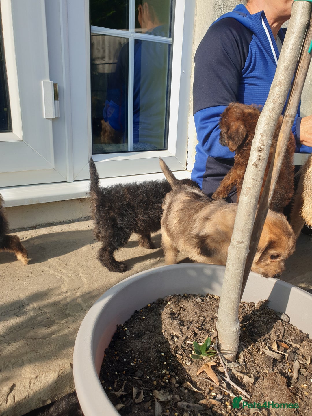 Mixed Breed dogs for sale: Border Terrier x miniature Poodle  - Image 25