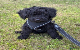 Bordoodle dogs for sale: Borderdoodle  Free five weeks insurance  - Image 22