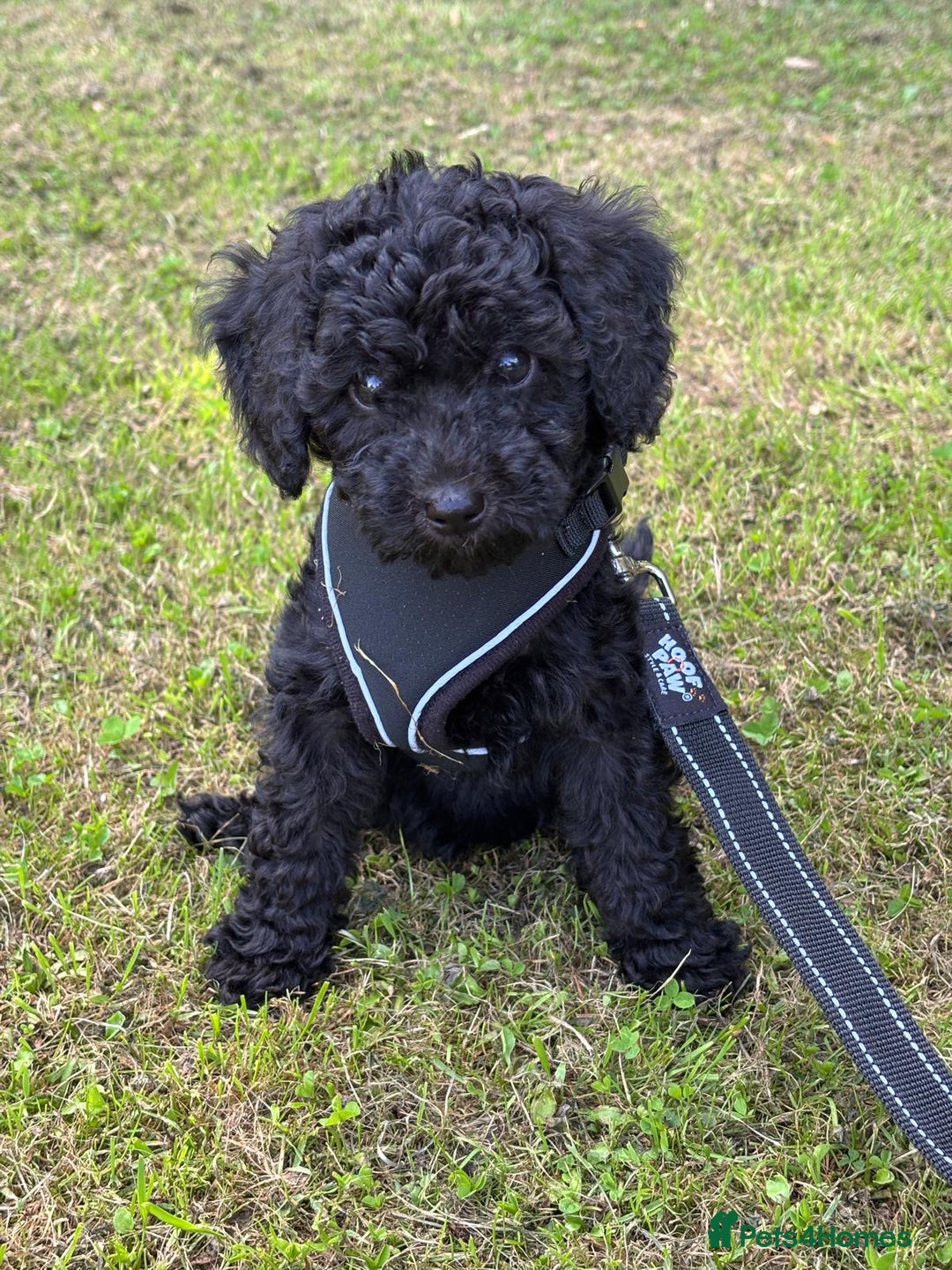 Bordoodle dogs for sale: Borderdoodle  Free five weeks insurance  - Image 22