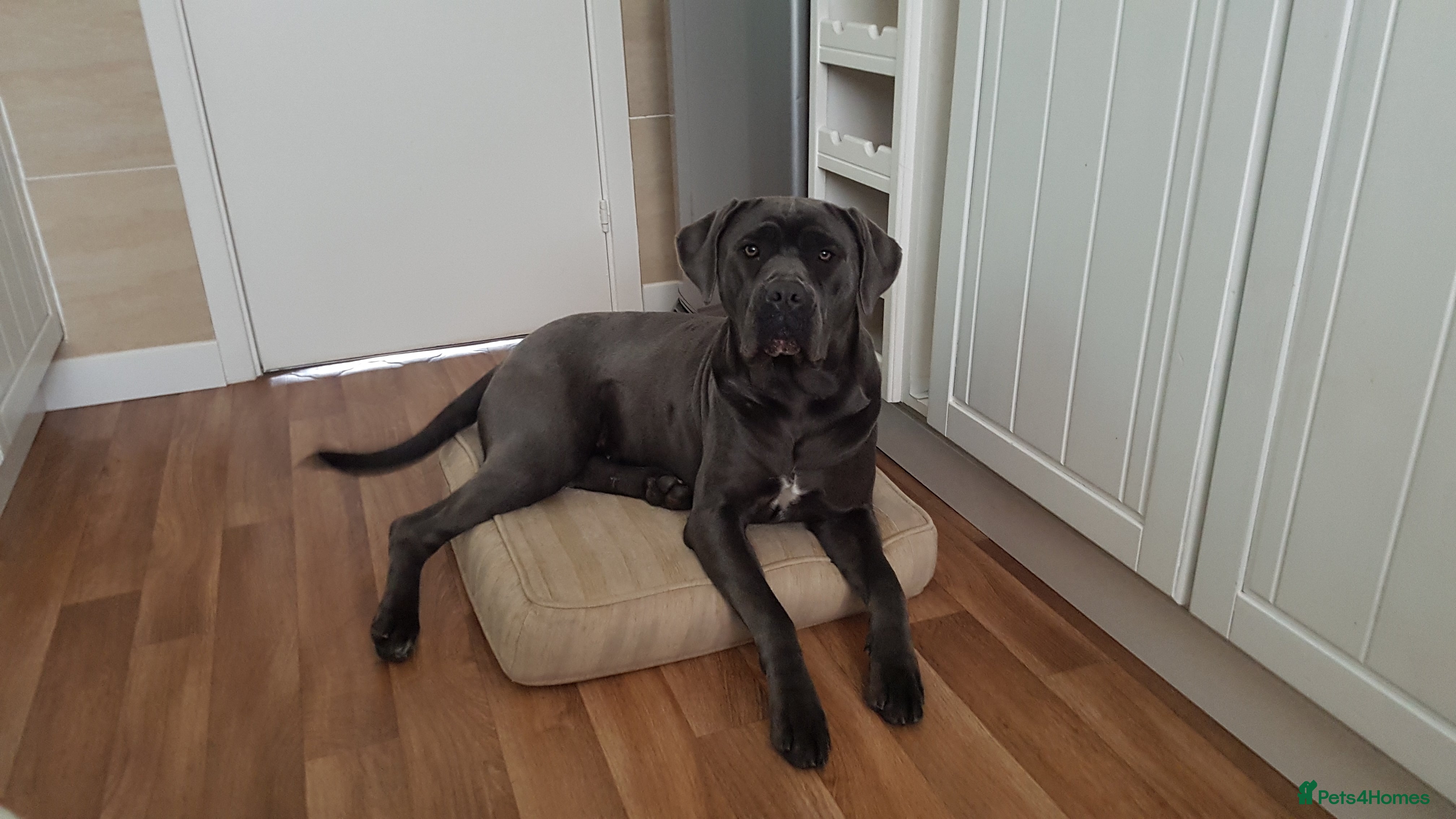 Cane Corso dogs Bella 11 month old female Cane Corso - Advert 12