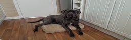 Cane Corso dogs for sale: Bella 11 month old female Cane Corso - Advert 1