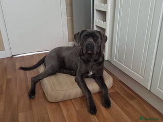Cane Corso dogs Bella 11 month old female Cane Corso - Advert 8