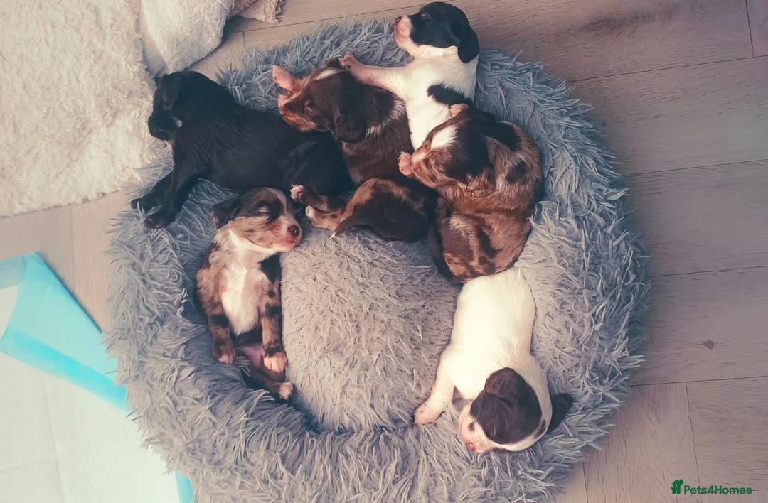 Sprocker dogs for sale: Puppies for salw - Advert 1