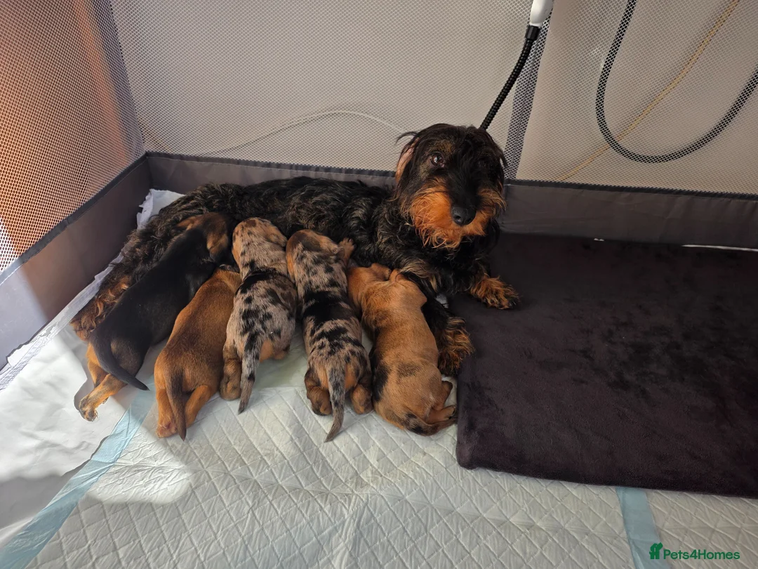 Dachshund dogs for sale: 5 Dachshund puppies  in Horley - Advert 1
