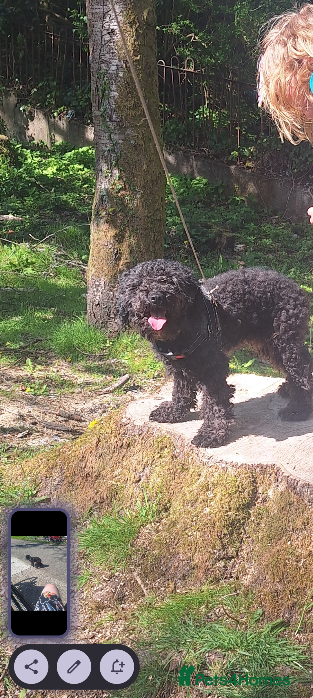 Poochon dogs for sale: 2 year old poochon boy in need of forever home  - Image 10