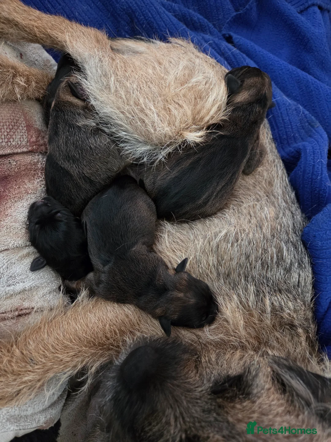 Border Terrier dogs for sale: Border terrier puppys - Advert 1