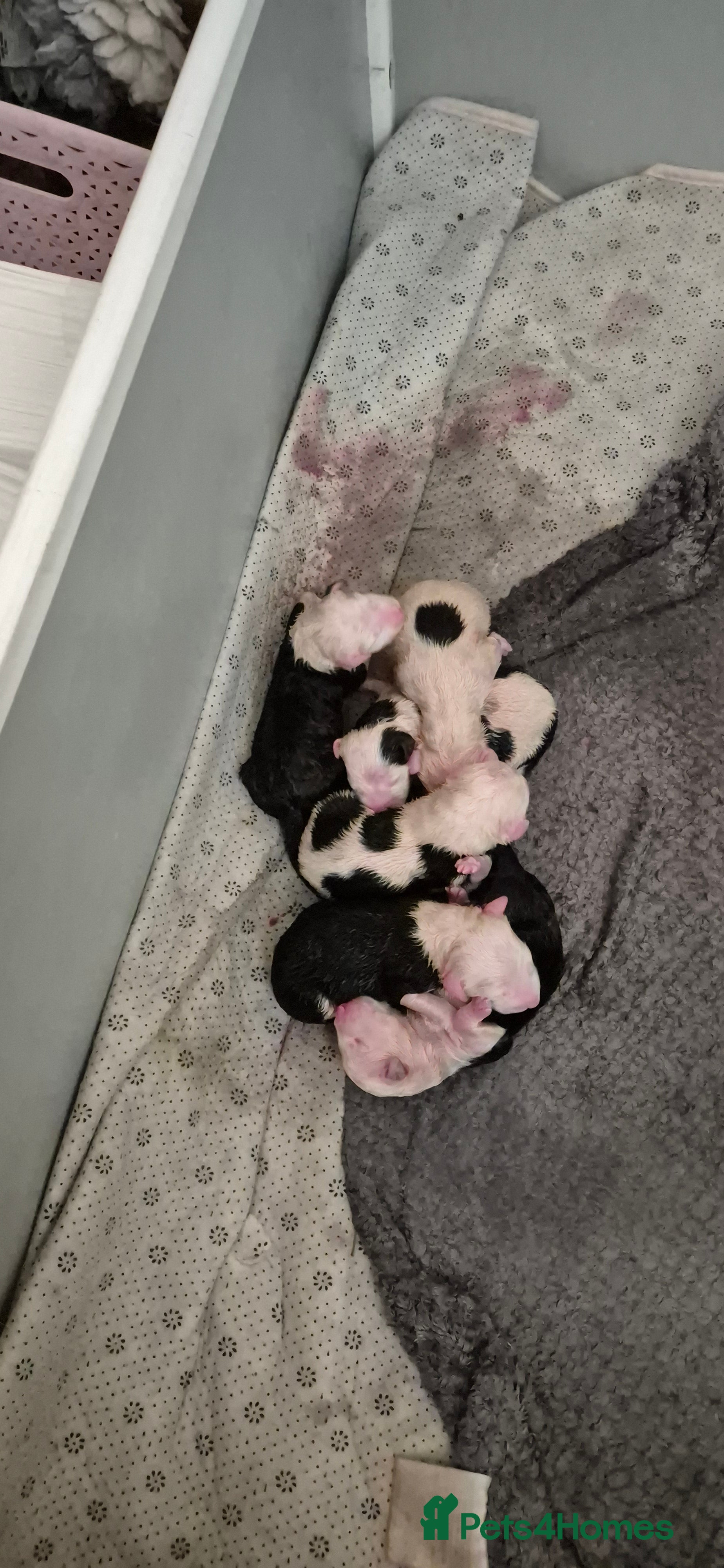 Old English Sheepdog dogs Old English Sheepdog Puppies  - Advert 2