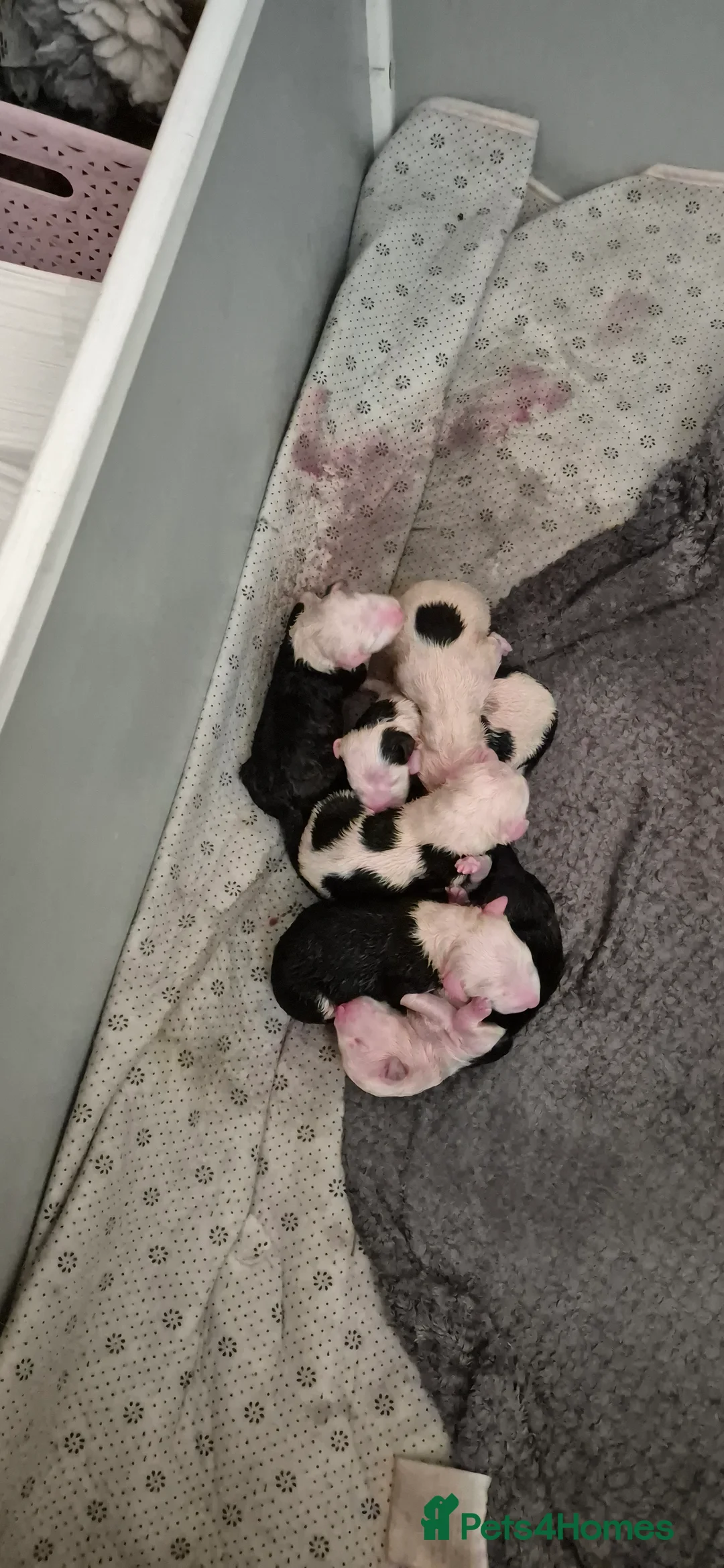 Old English Sheepdog dogs for sale: Old English Sheepdog Puppies  - Advert 1