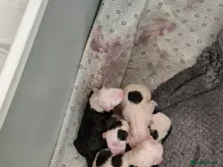 Old English Sheepdog dogs Old English Sheepdog Puppies - Advert 2