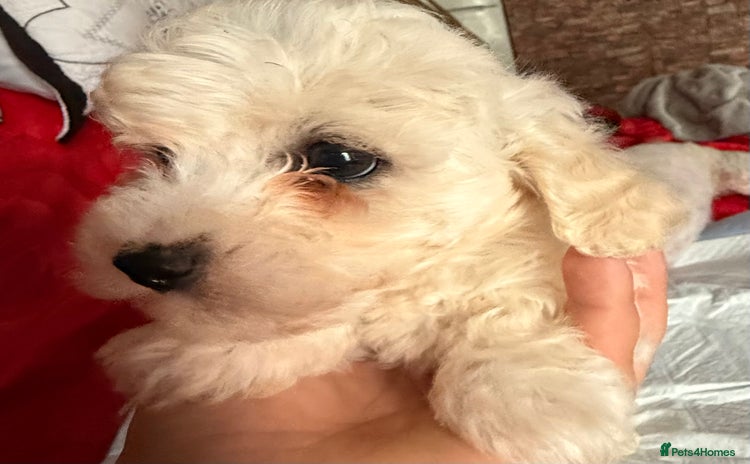 Maltese dogs - Advert 1