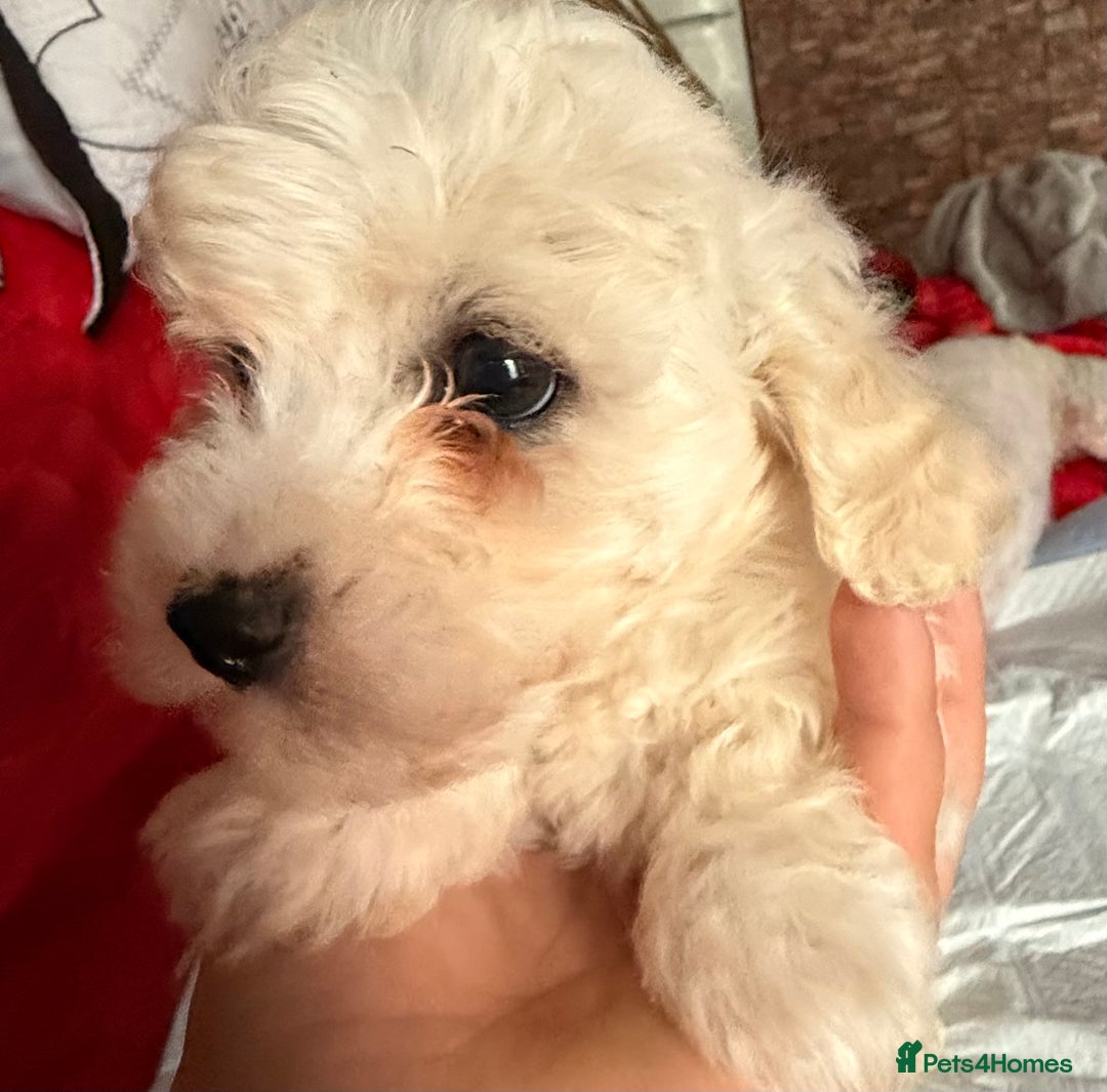 Maltese dogs for sale: Bichon puppies for sale ready to go! - Image 1